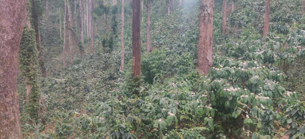 Какабе: Three Hills Coorg