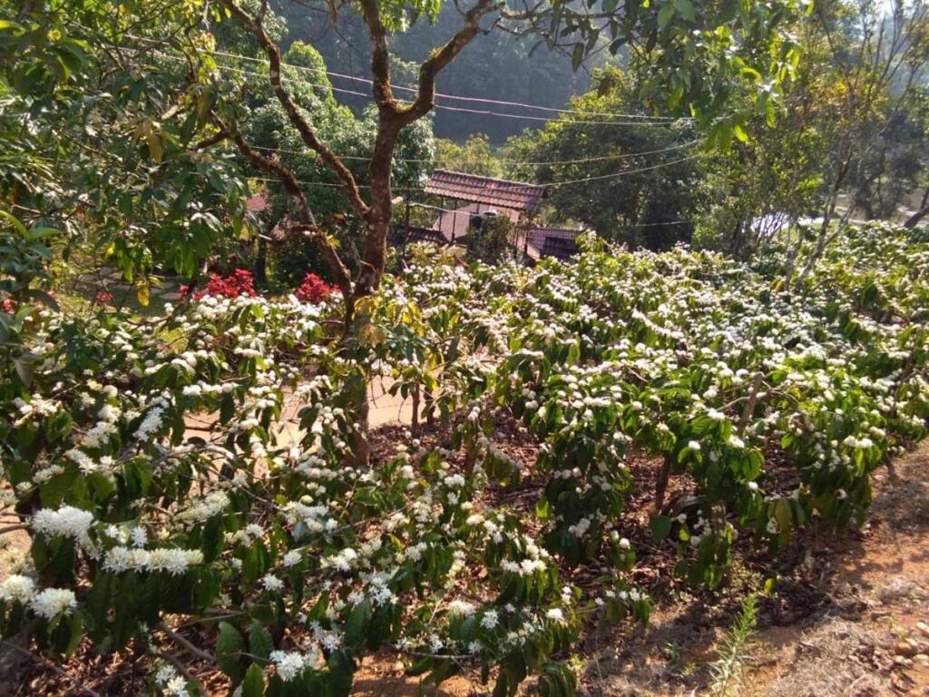 Какабе: Three Hills Coorg