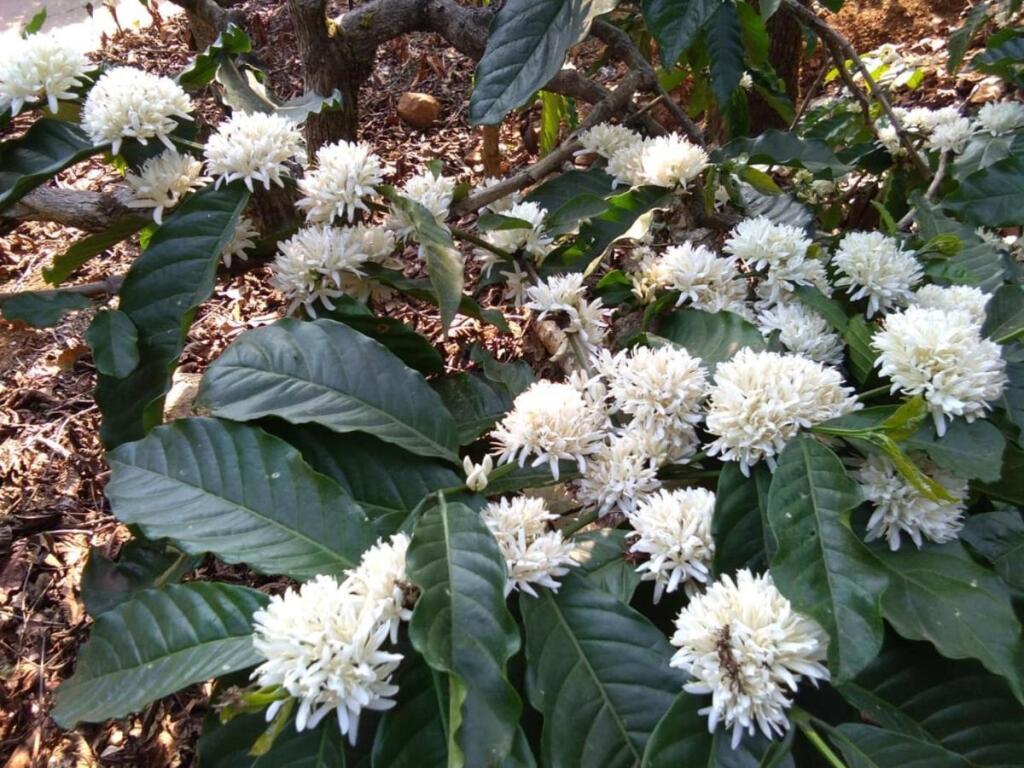 Какабе: Three Hills Coorg