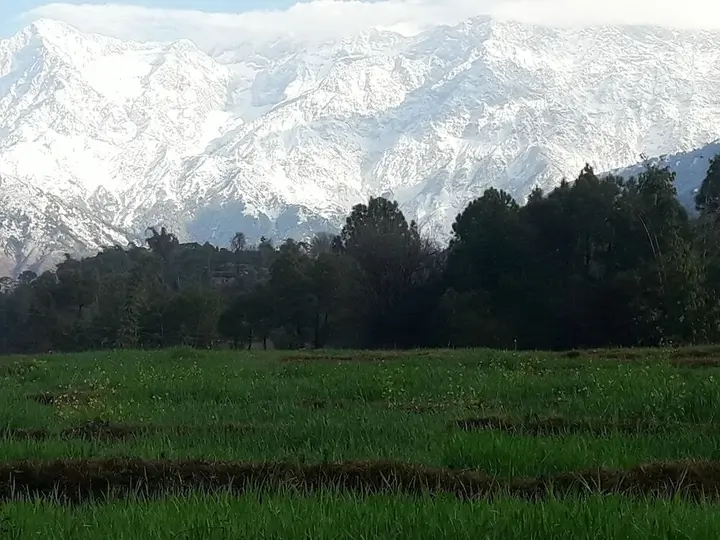 Кангра: Nature Bloom Dharamshala Hotel and Resort