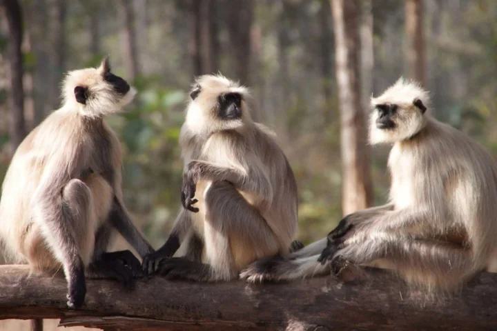 Турья: Pench Jungle Camp