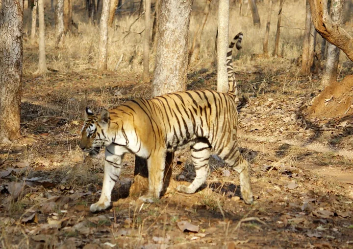 Турья: Pench Jungle Camp