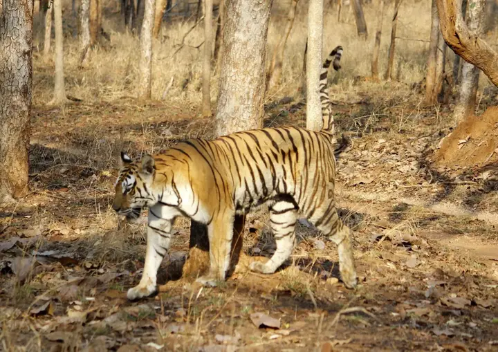 Турья: Pench Jungle Camp