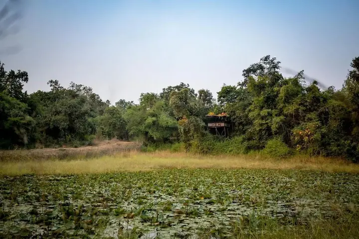 Панпата: Pugdundee Safaris- Tree House Hideaway