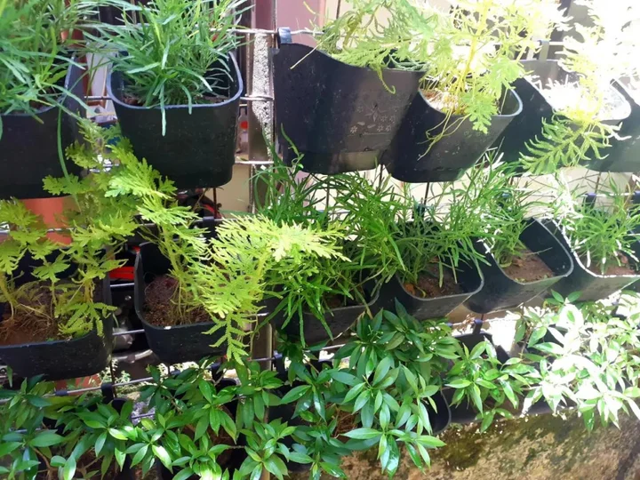 Аллеппи: Vivaresidence Homestay