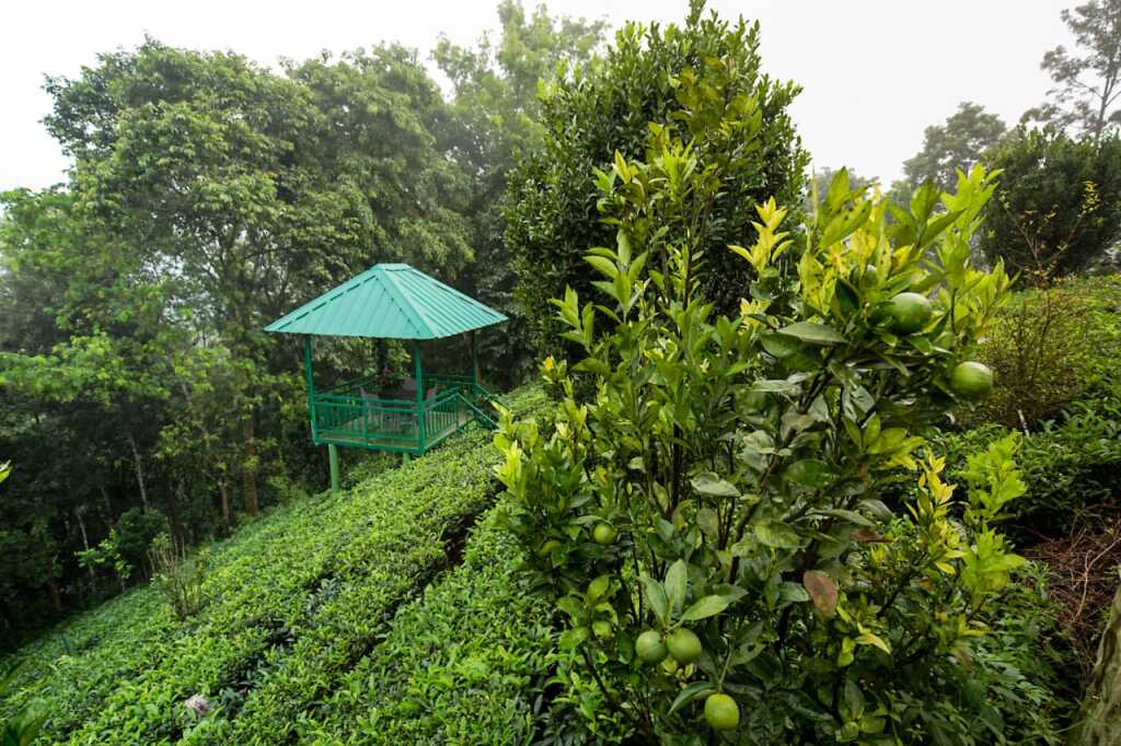 Муннар: Отель Camellia and Elettaria the Twin Resorts