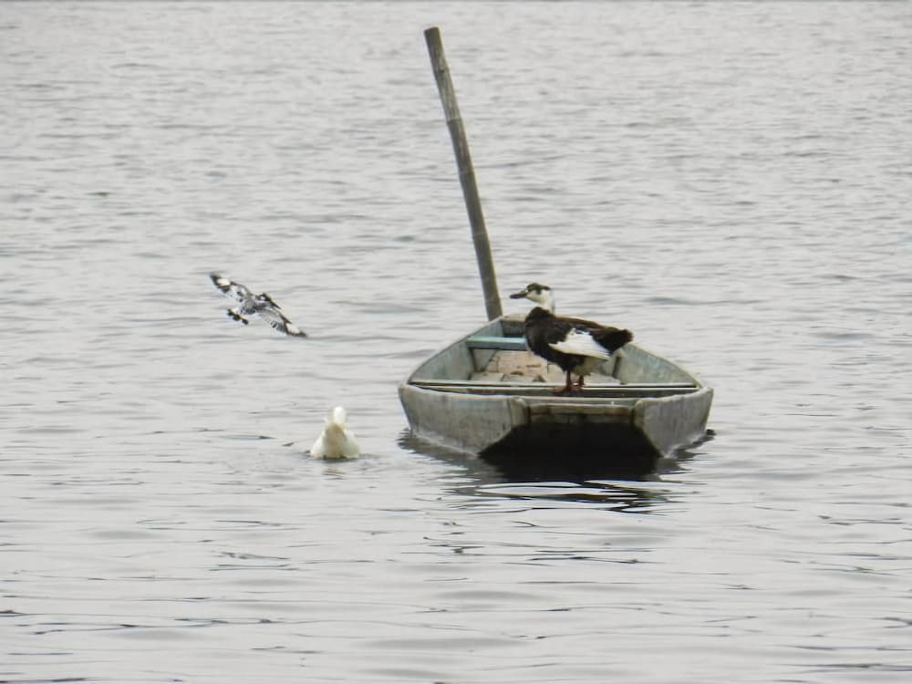 Шринагар: Houseboat