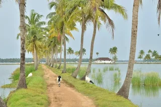 Коччи: Narikulam Tharavad