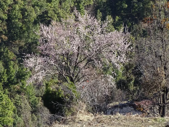 Наинитал: Country Holidays Himalayan View Cottages Mukteshwar