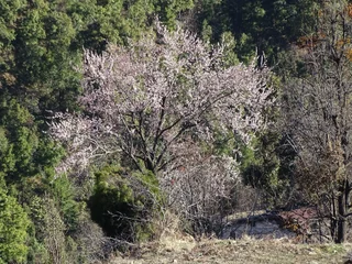 Наинитал: Country Holidays Himalayan View Cottages Mukteshwar