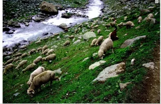 Сонамарг: Wilderness Camps Sonmarg