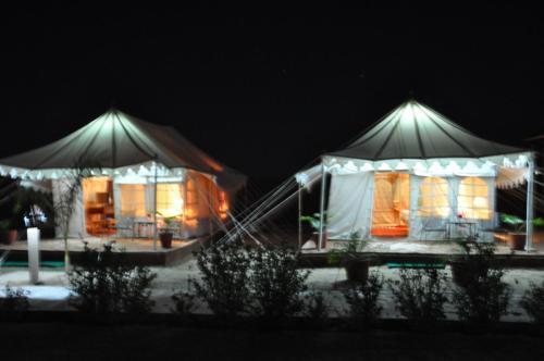 Фалоди: Kurja Camp