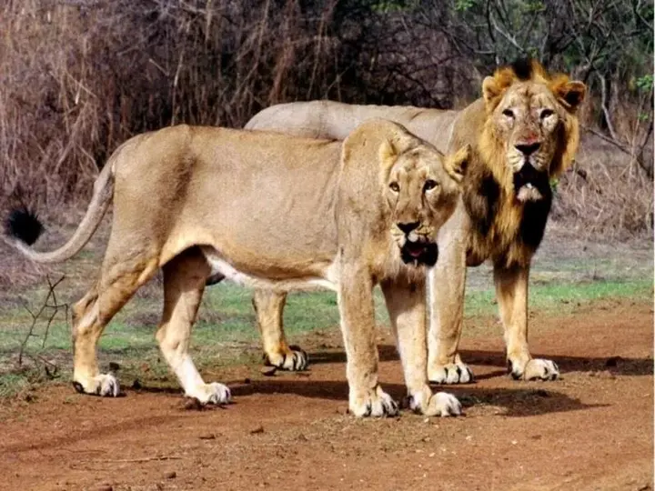 Сазан: Sukh Sagar Gir Resort
