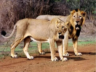 Сазан: Sukh Sagar Gir Resort
