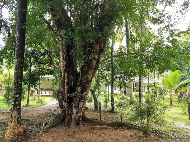Аллеппи: Palmgrove Lake Resort