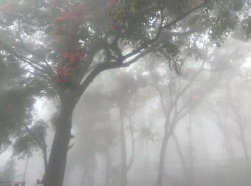 Кумили: Wild Window - Forest View Homestay