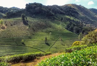 Куттикканам: Periyar Green Bed & Breakfast