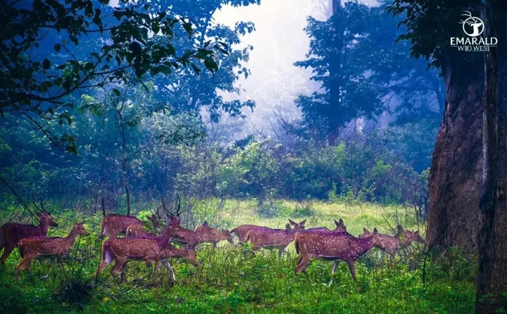 Султан-Батери: Emarald Western Ghats Resorts