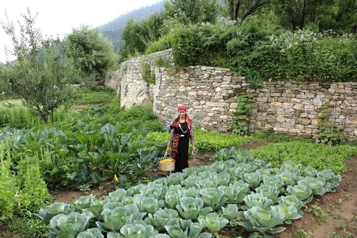 Манали: The Himalayan