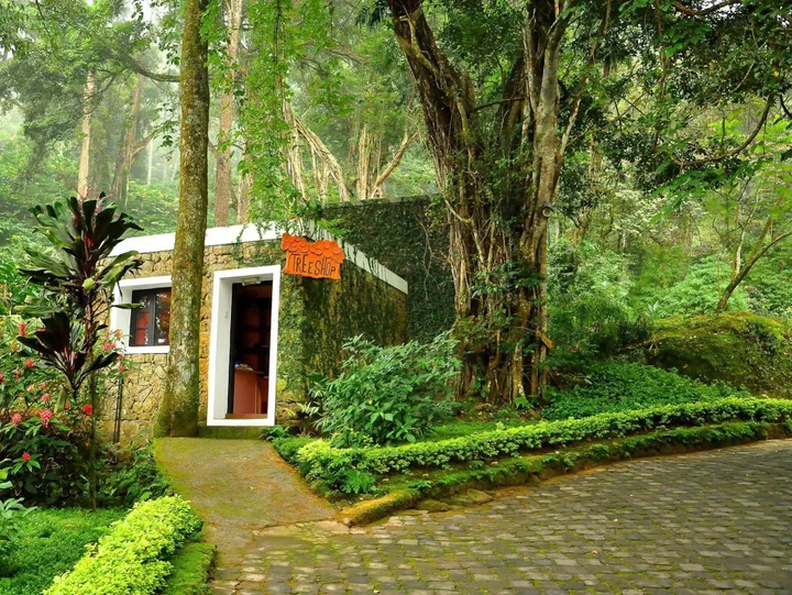 Муннар: The Tall Trees Munnar