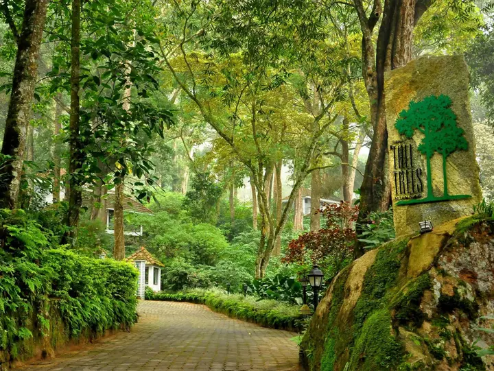 Муннар: The Tall Trees Munnar