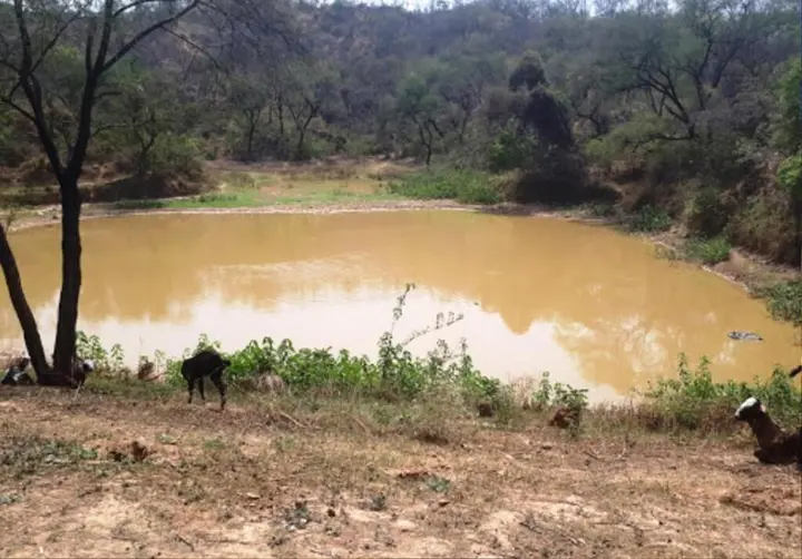 Бадди: Siswan Jungle Lodge