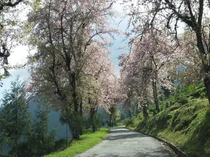Пеллинг: Cherry Resort South Sikkim