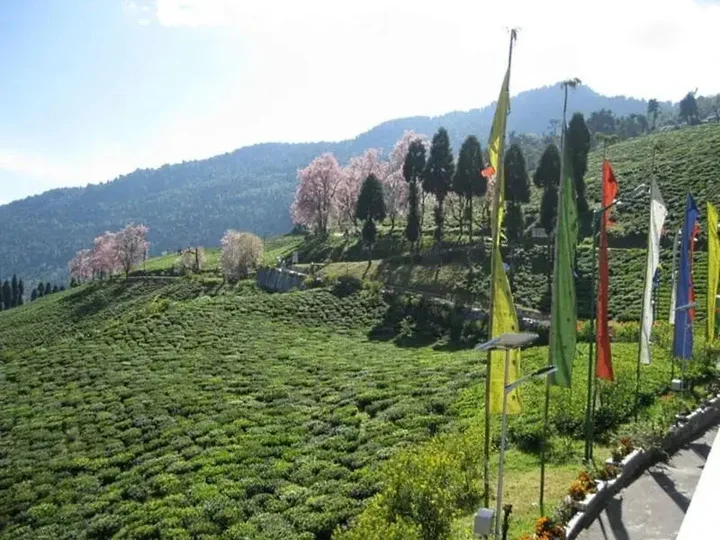 Пеллинг: Cherry Resort South Sikkim