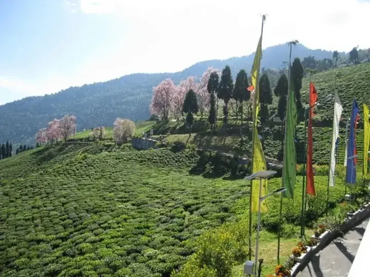 Пеллинг: Cherry Resort South Sikkim