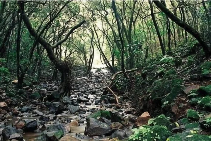 Панпата: Monsoon Forest