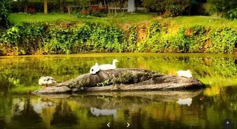 Гувахати: Brahmaputra Jungle Resort