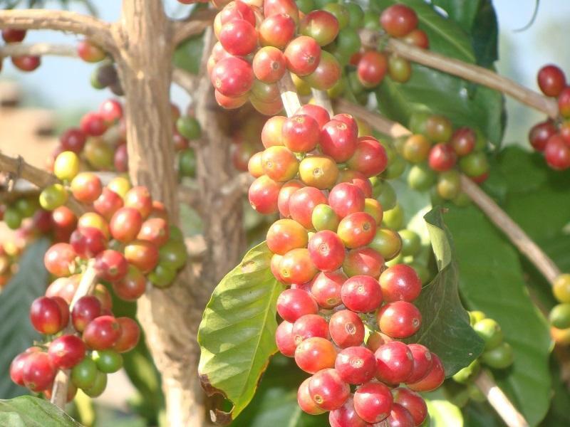 Кунур: Oland Plantation Farm Stay - Coonoor