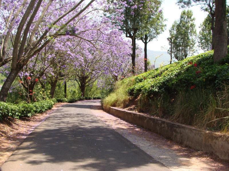 Кунур: Oland Plantation Farm Stay - Coonoor