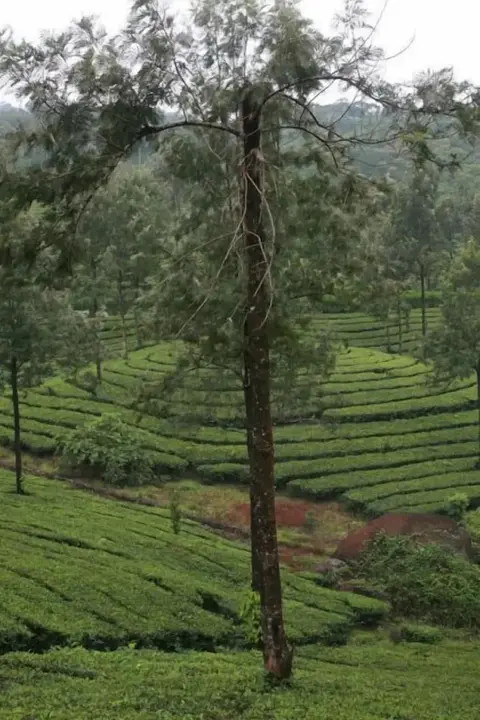 Муннар: Wild Elephant Eco-Friendly Resort