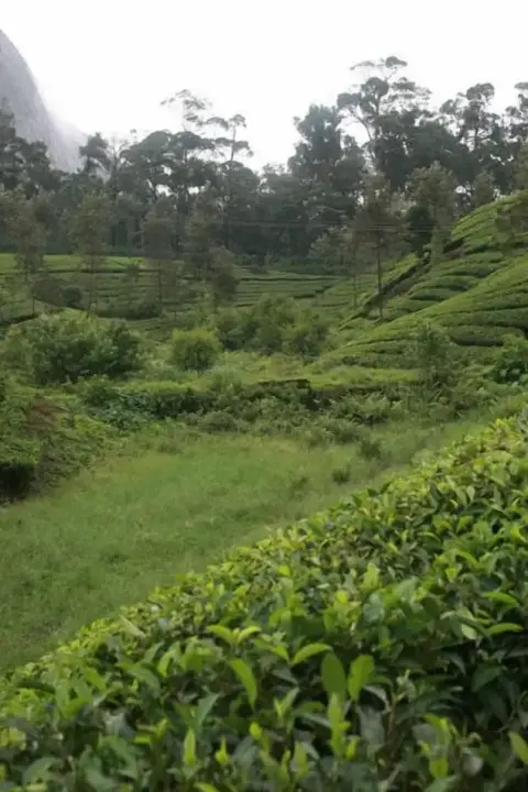 Муннар: Wild Elephant Eco-Friendly Resort