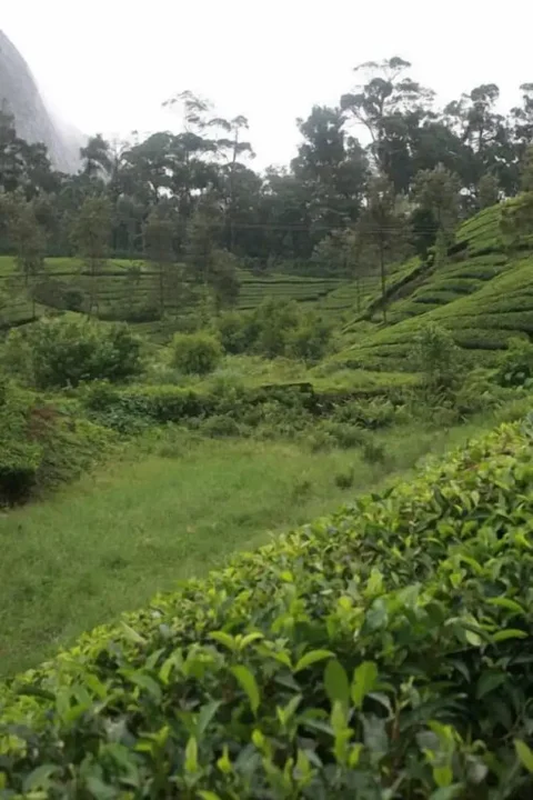 Муннар: Wild Elephant Eco-Friendly Resort