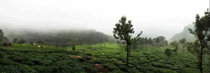 Муннар: Wild Elephant Eco-Friendly Resort