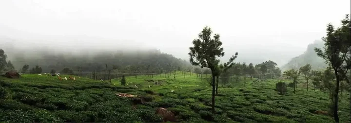 Муннар: Wild Elephant Eco-Friendly Resort