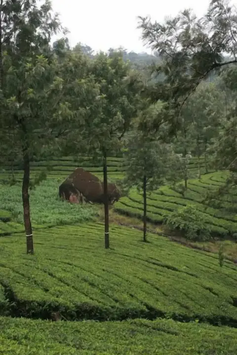 Муннар: Wild Elephant Eco-Friendly Resort