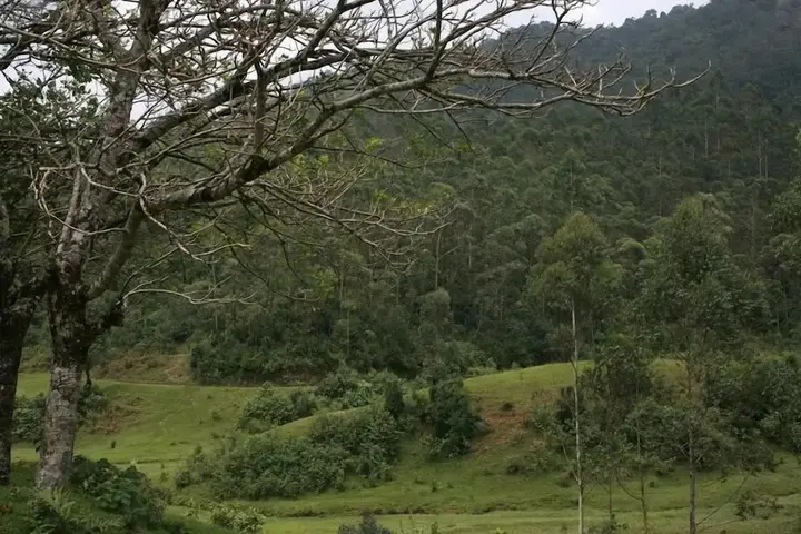 Муннар: Wild Elephant Eco-Friendly Resort