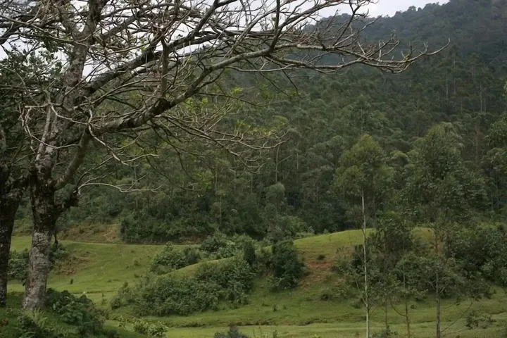 Муннар: Wild Elephant Eco-Friendly Resort