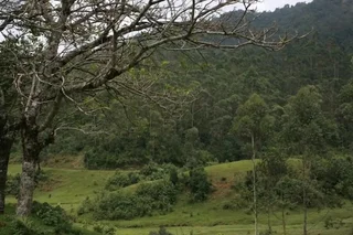 Муннар: Wild Elephant Eco-Friendly Resort