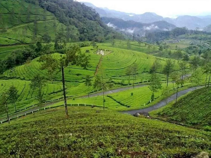 Муннар: Wild Elephant Eco-Friendly Resort