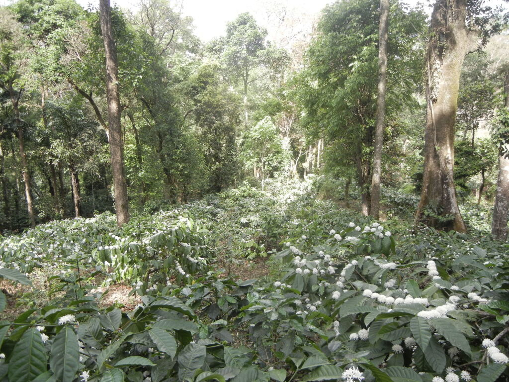 Кушалнагар: Amritasthanam Guest House And Retreat