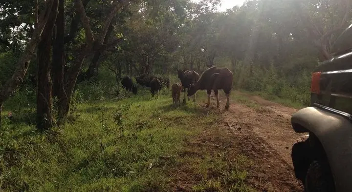 Ути: Forest Hills Farm And Guest House