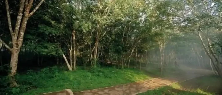 Бандипур: The Windflower Jungle Resorts and Spa