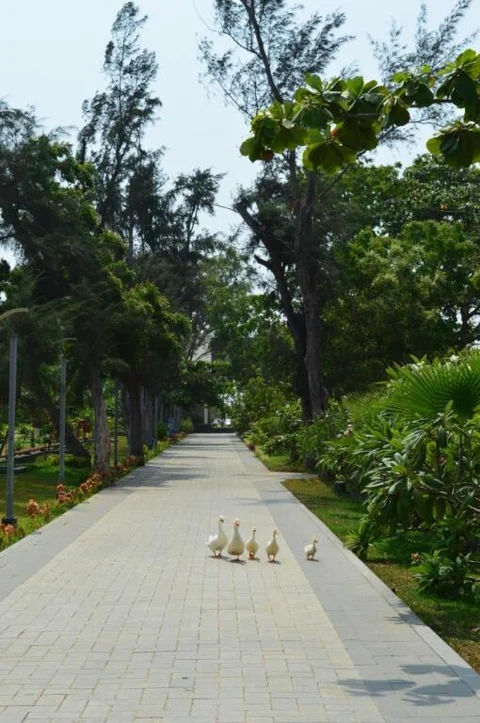 Махабалипурам: Welcomhotel by ITC Hotels, Kences Palm Beach, Mamallapuram