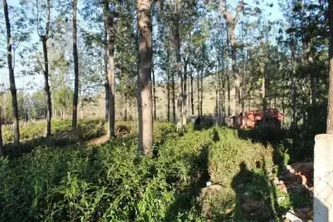Ути: Pearls Resorts