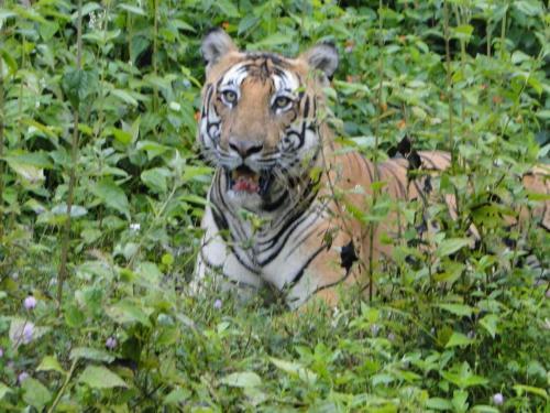 Велламундра: Aranya Homestay Wayanad