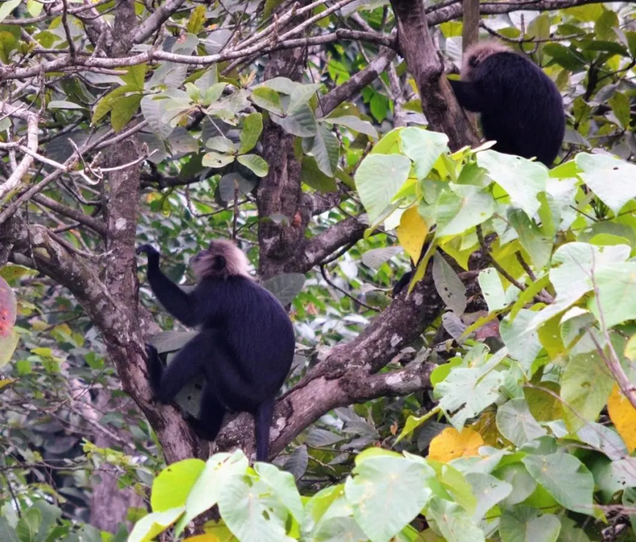 Велламундра: Abad Brookside Wayanad